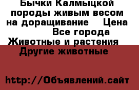 Бычки Калмыцкой породы живым весом на доращивание. › Цена ­ 135 - Все города Животные и растения » Другие животные   